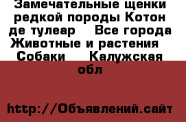 Замечательные щенки редкой породы Котон де тулеар  - Все города Животные и растения » Собаки   . Калужская обл.